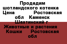 Продадим шотландского котенка › Цена ­ 2 000 - Ростовская обл., Каменск-Шахтинский г. Животные и растения » Кошки   . Ростовская обл.